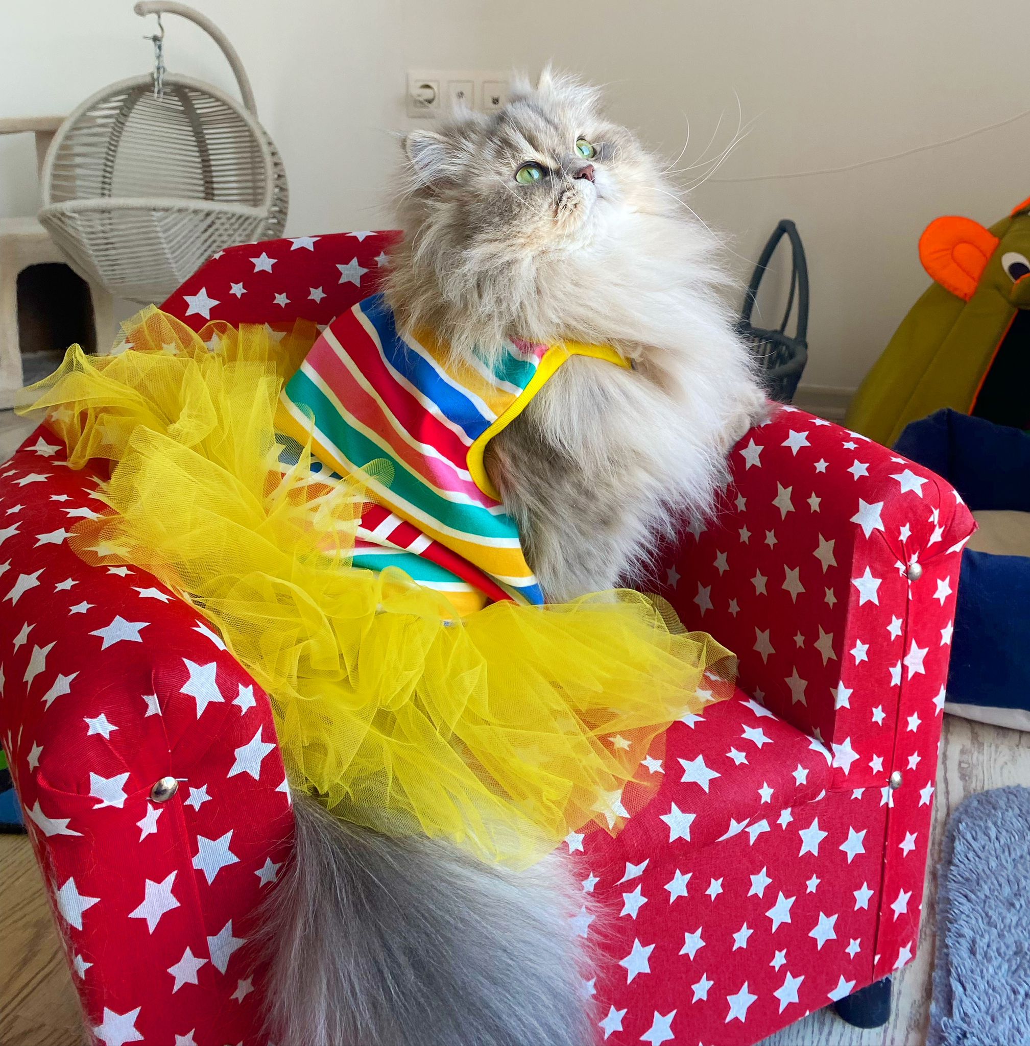 CH. CAROLINA GOLD PAWS